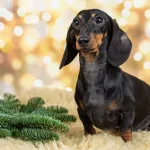 כלב דאקל (תחש), או כלב נקניק, יושב על שטיח