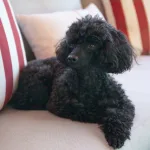כלב פודל שחור יושב על ספה. סוג כלבים היפואלרגניים