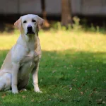 כלב לברדור רטריבר יושב על הדשא ומביט למצלמה
