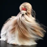 כלב שיצו (שי טסו) מרשים עם פרווה ארוכה