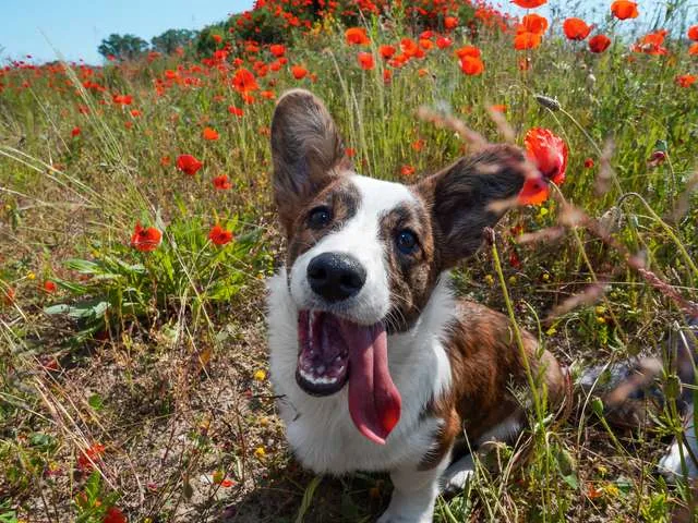 וולש קורגי קרדיגן שמח יושב עם לשון בחוץ