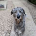 אייריש וולפהאונד אפור עומד על המדרכה