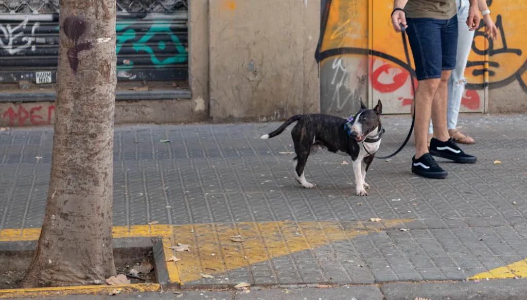מיני בול טרייר ברחוב