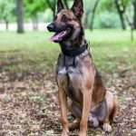 גזע כלבים רועה בלגי (מלינואה) יושב על עלי שלכת בפארק