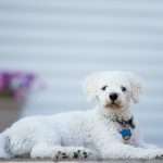 בישון פריזה לבן וקטן