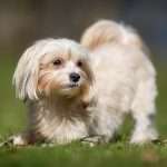 בישון הוואנז קטן וחמוד על הדשא