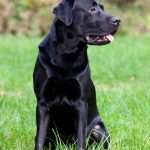 לברדור רטריבר שחור יושב על דשא עם פה טיפה פתוח