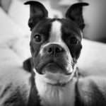 תמונת תקריב של בוסון טרייר