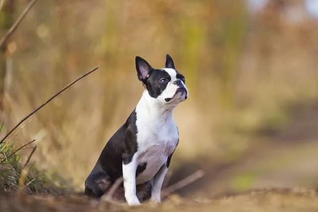 בוסטון טרייר יושב בפרופיל למצלמה