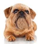 גזע גריפון בריסלי שוכב אל מול המצלמה