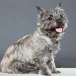 כלב חמוד מגזע כלבים קאירן טרייר יושב עם לשון בחוץ