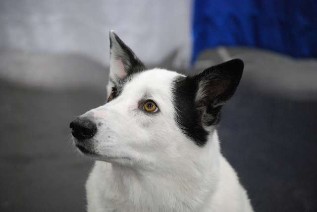 גזע כלבים כלב כנעני יושב אל מול המצלמה