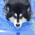 אלסקן מלמוט חמוד שוחה בבריכה.