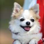 כלב מסוג כלבים צ'יוואווה חמוד עם פה פתוח