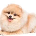 Cute pomeranian spitz on white background