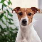 כלב מגזע כלבים ג'ק ראבל טרייר יושב מול המצלמה