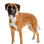 Fawn-colored Boxer