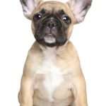 גור מגזע בולדוג צרפתי יושב על הרצפה