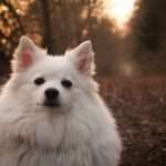 כלב מגזע כלבים שפיץ גרמני עומד ביער