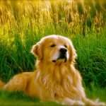 גזע כלב גולדן רטריבר זהוב על דשא ירוק