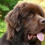 ראשו של ניפאונדלנד יושב מול המצלמה עם הלשון בחוץ