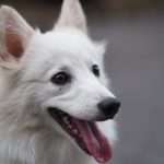 כלב מגזע כלבים שפיץ יפני עומד עם לשון בחוץ