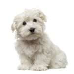 גור מלטז יושב ומביט למצלמה