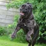 מסטינו נפוליטנו, קופץ גבוהה ומשחק על הדשא