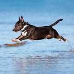 מיני בול טרייר רץ בים