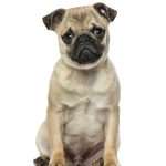 כלב פאג - גור כלבים קטן יושב אל מול המצלמה