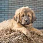 גור מסטיף טיבטי יושב על קש