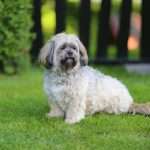 לאסה אפסו קטן יושב על הדשא