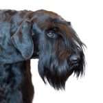 כלב מגזע כלבים שנאוצר ענק בפרופיל למצלמה