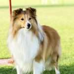 כלב יפה ומרשים מגזע כלבים שלטי עומד על הדשא