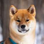 ראשן של כלב מגזע כלבים שיבה אינו מביט ישירות למצלמה