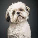 כלב מגזע כלבים שיצו קטן וחמוד מביט ישירות למצלמה ומטה את הראש