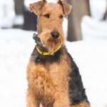 כלב מגזע וולש טרייר יושב בשלג