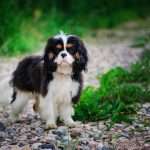 קינג צ'ארלס ספניאל קטן עומד על שביל