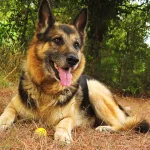 רועה גרמני (כלב זאב) - סוג כלב מגזעי כלבים רועי בקר וצאן