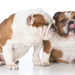 בולדוג אנגלי הוא דוגמא של סוגי כלבים בינוניים