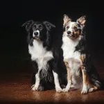 כלבי בורדר קולי הם דוגמא של סוגי כלבים בינוניים