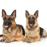 סוגי כלבים גדולים מסוג רועה גרני