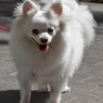 כלב פומרניין לבן קטן ברחוב - סוגי כלבים קטנים במיוחד