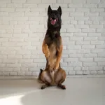 רועה הולנדי עומד על שתי רגליים