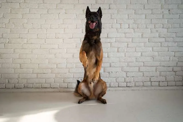 רועה הולנדי