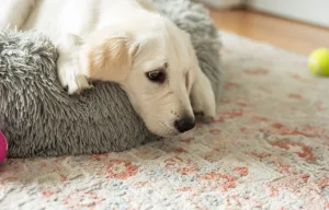 גור לברדור שוכב על מיטה לכלב