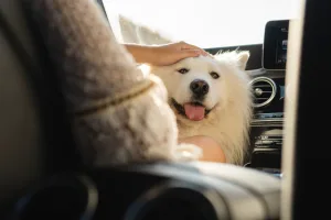 כלב סמויד ברכב ללא רתמה לכלב