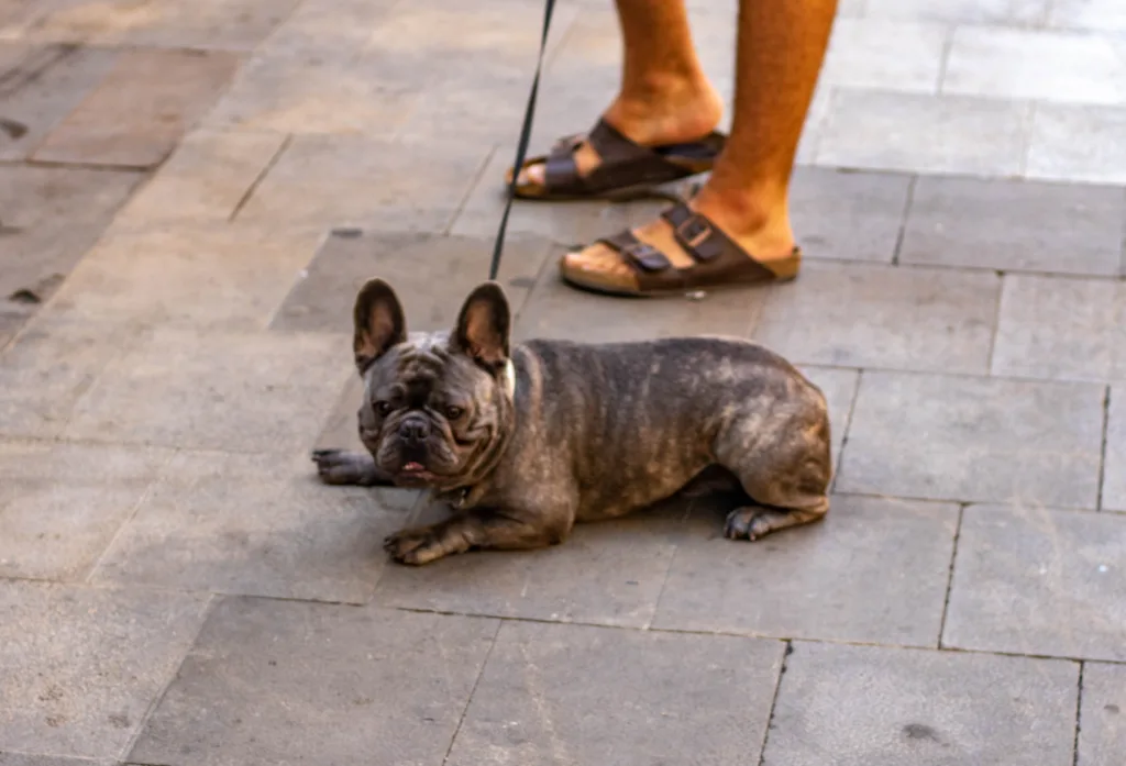 כלב משועמם בלי צעצוע לעיסה לכלב